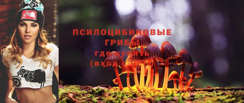 Псилоцибиновые грибы Psilocybe  Ершов 